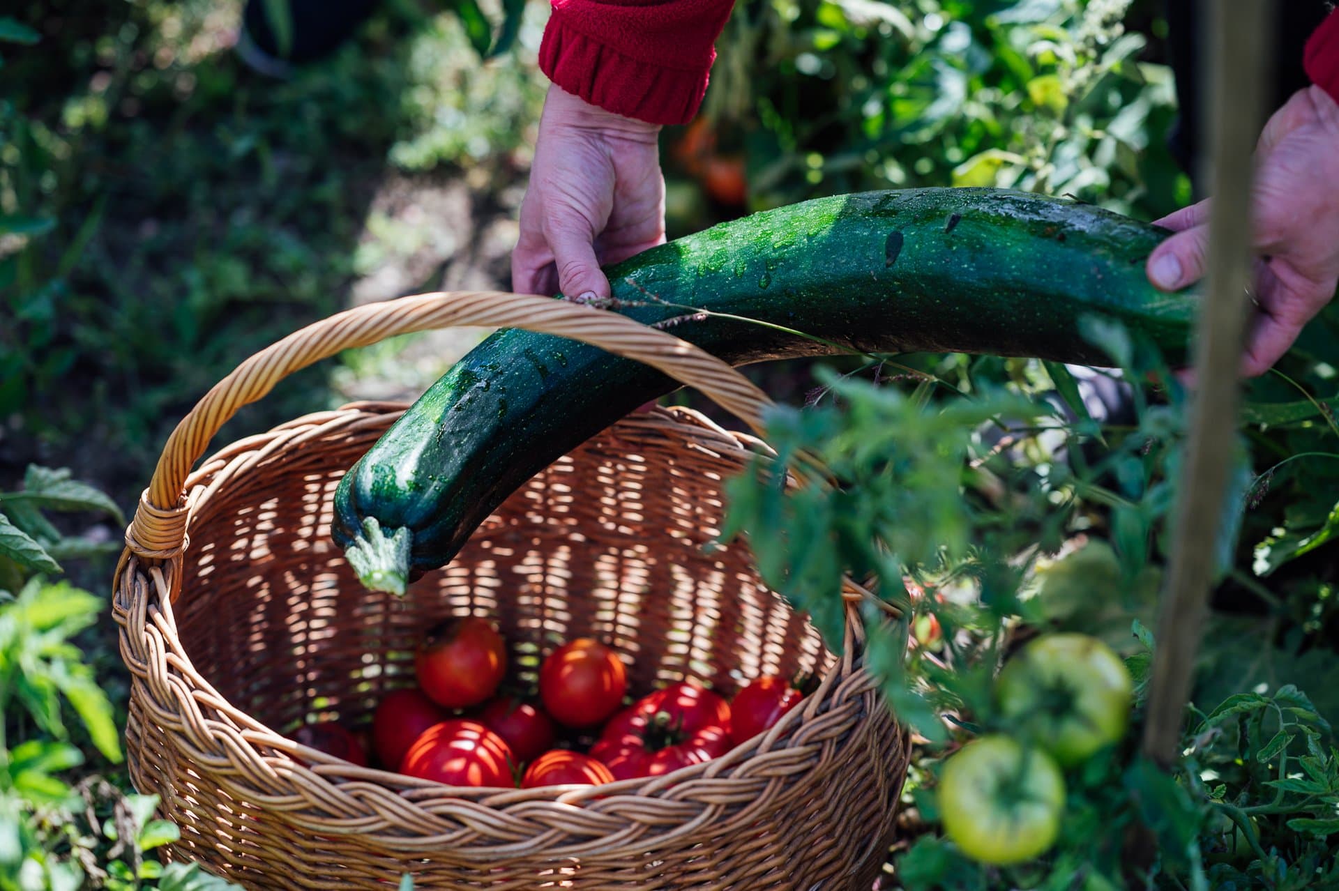 Fresh vegetables from the castle garden