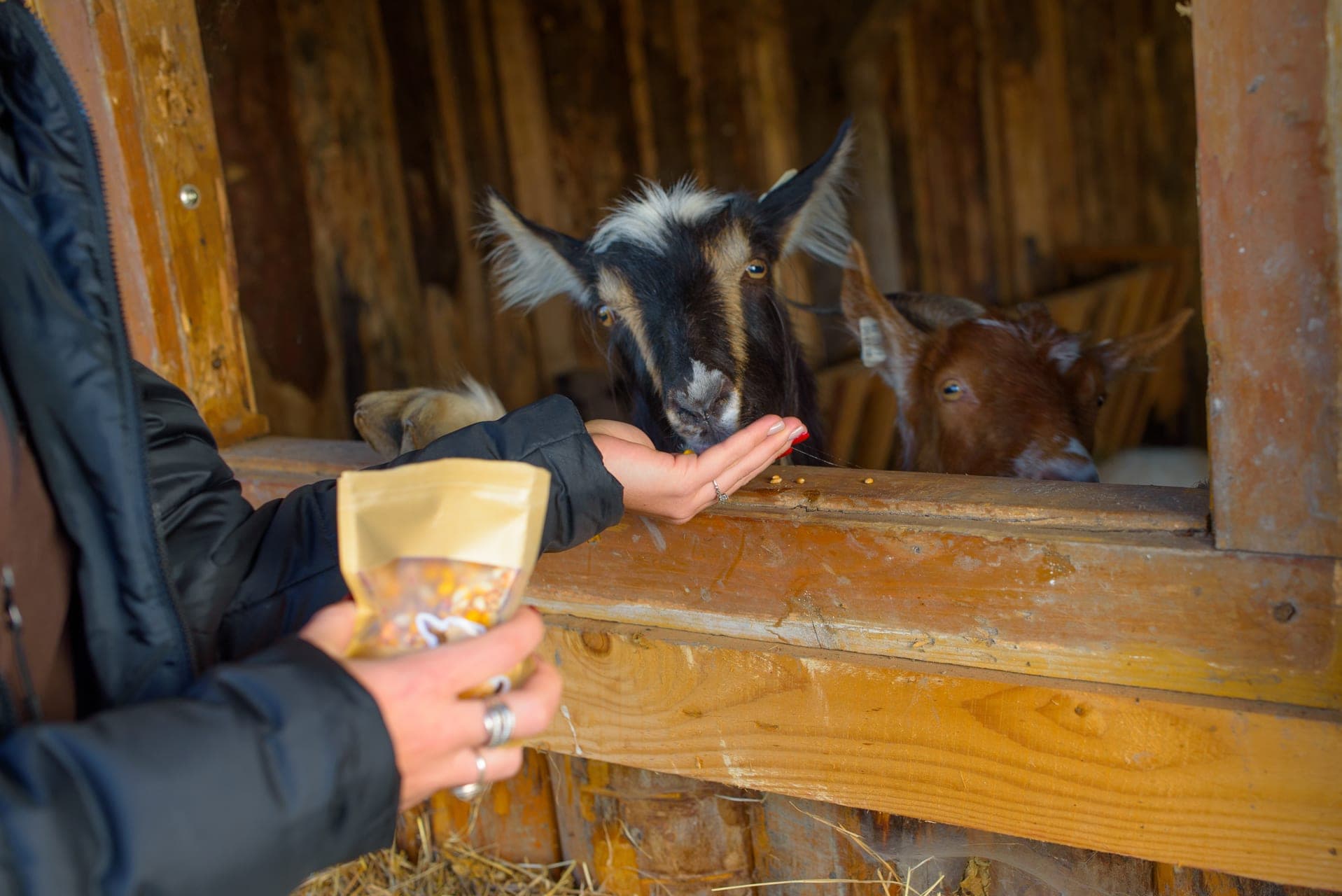 Pet & Feed the Goats